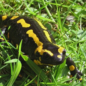 Feuersalamander - Salamandra salamandea