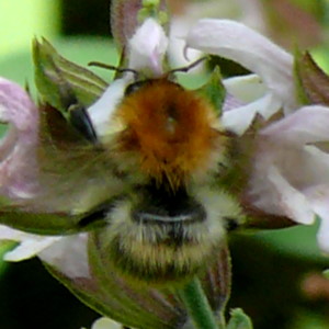 Honigbiene - Apis mellifera